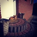 steven.toelke - Tiktok Profile Picture of steven.toelke (@steven.toelke) on Tiktok