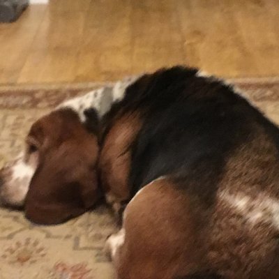 Profile Picture of Sid Hobbs (@SidHobbs3) on Twitter