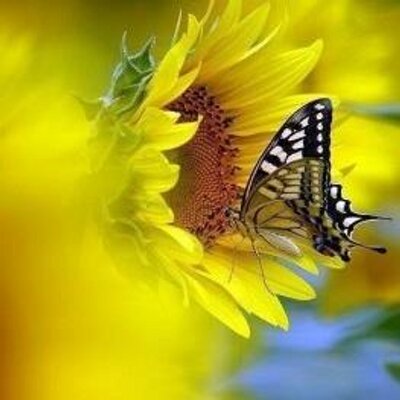 Profile Picture of Maria Nancy Tabares (@Marianancy05) on Twitter