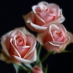 Profile Picture of Luz Tavarez (@tavarez.luz) on Instagram