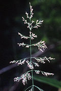 Profile Picture of Calamagrostis canadensison Wikipedia