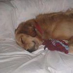 Profile Picture of Nancy Carpenter (@ameliaislandqueen) on Instagram