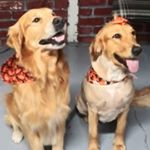 Profile Photo of Furr-ever Rio linda Grooming (@furreverriolinda) on Instagram