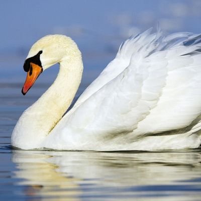 Profile Picture of Jim The May Swan (@wallingford73) on Twitter