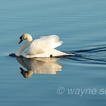 Profile Picture of Wayne Scott (@Scott 199) on Flickr
