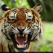 Profile Picture of Michael Raby (@michaelraby3923) on Youtube