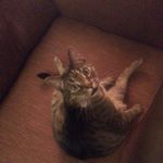 Profile Picture of Paul Perry (@lolpaulcat) on Instagram