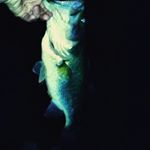 Profile Picture of seth spaulding (@bustin.bass) on Instagram