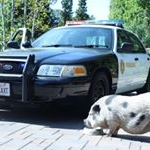 Profile Picture of Kevin Bacon (@officer_kevin_bacon) on Instagram