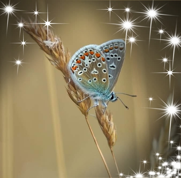 Profile Picture of Nancy Shaner (@nancyshaner) on Poshmark