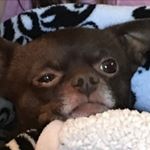 Profile Picture of Jeffrey Waggy (@bungoulious) on Instagram