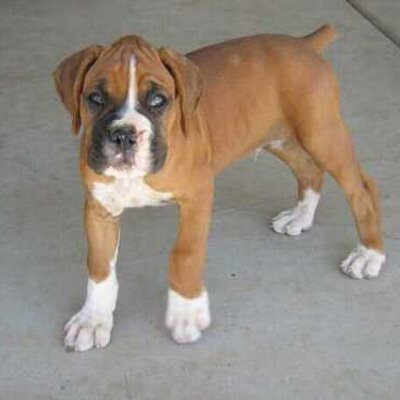 Profile Picture of Chad Troxel (@chadtroxel972) on Twitter