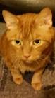 Profile Picture of   user Jim (@golden_eagle1)... (@golden_eagle1) on Tiktok