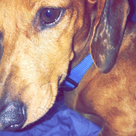 Profile Picture of Lauren Sitton (@laurenesitton) on Poshmark