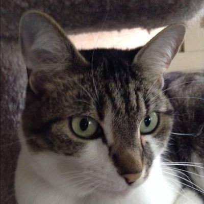 Profile Picture of Donovan Chase Barney (@Donovan_4cats) on Twitter