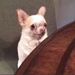 Lynn Starkweather - Instagram Profile Picture of Lynn Starkweather (@lynn_spams_you_) on Instagram