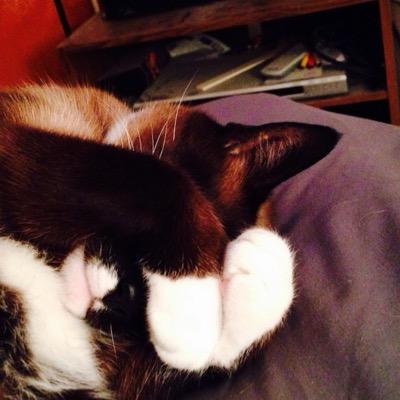 Profile Picture of Kellie Miller (@BunnyMil) on Twitter