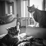 Profile Picture of tigh&chubbs&cringer&bruce (@tighchubbscringerbruce) on Instagram