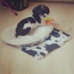 Profile Picture of Lydia Haines (@ziva_the_poodle) on Instagram