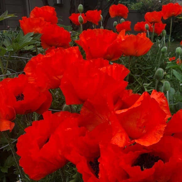 Amberle Spaar - Poshmark Profile Picture of Amberle Spaar (@amberlespaar) on Poshmark