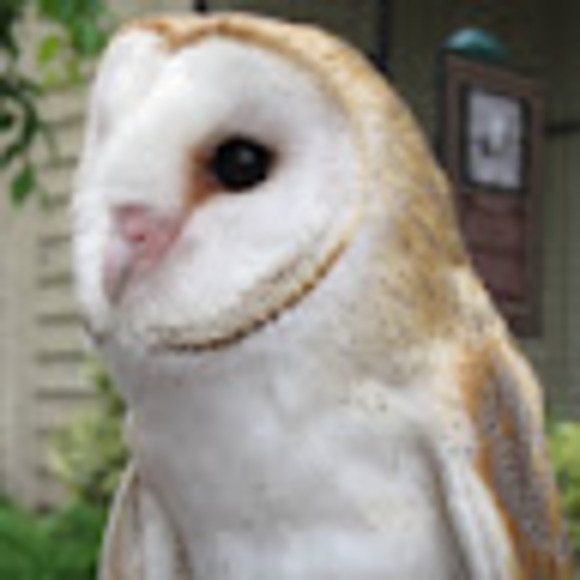 Profile Picture of Joseph Oh (@yugioh2015) on Poshmark