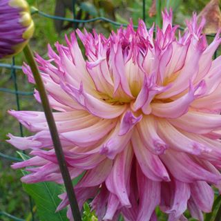 Profile Picture of Joanna Iwanowska (@jiwanowska2) on Facebook