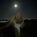 Profile Picture of Peter Maggs (@maggs3875) on Pinterest