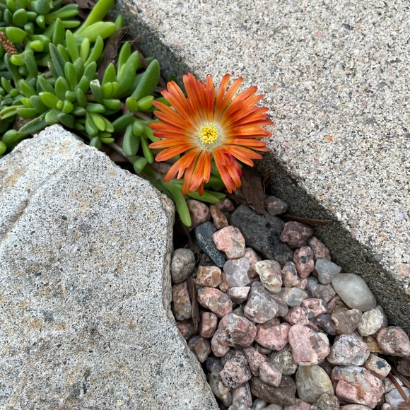 Profile Picture of Jan Carson (@juneberrydragon) on Poshmark