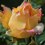 Profile Picture of Annick daniel (@annick975) on Instagram