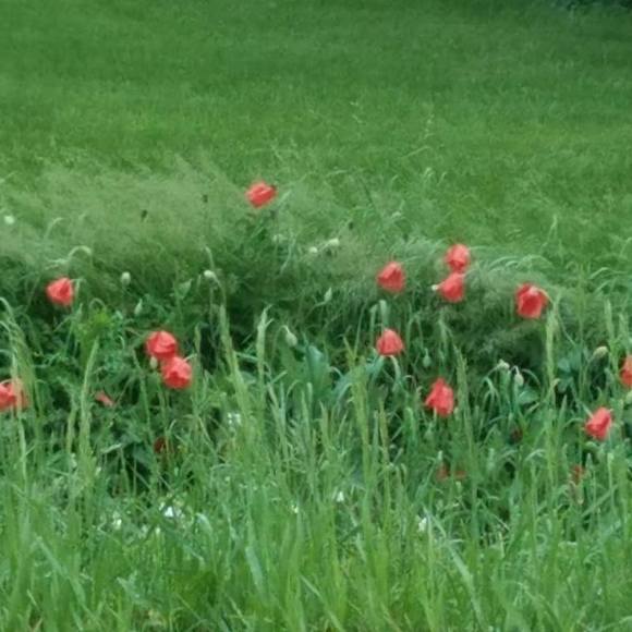 Profile Picture of Dawn Mcguire (@rainstardawn) on Poshmark