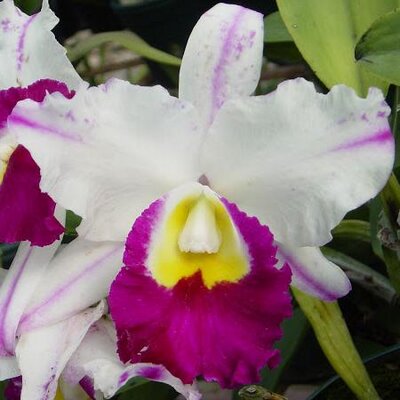 Profile Picture of Miriam Carrera (@Monchincarupano) on Twitter