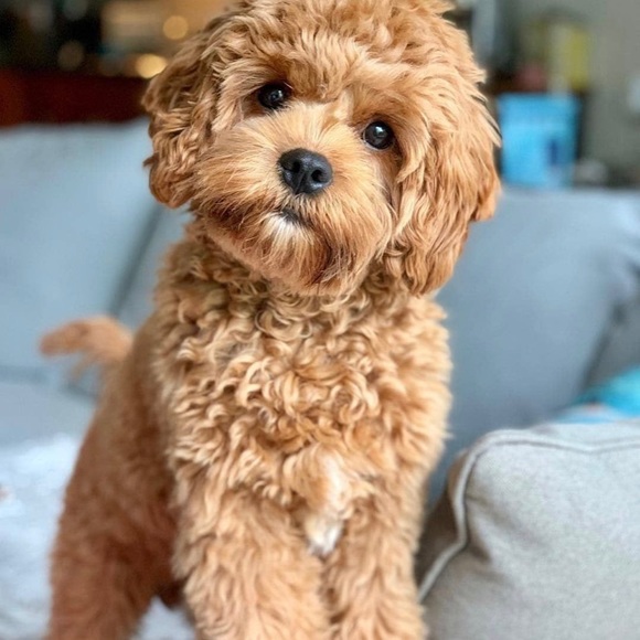 Profile Picture of Emma Olekhnovich (@sergeyo457) on Poshmark