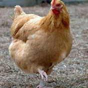 Adam Wickham - Youtube Profile Picture of Adam Wickham (@adzdawick) on Youtube