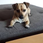 Profile Picture of Daniela Schlecht (@daniela.schlecht.31) on Instagram