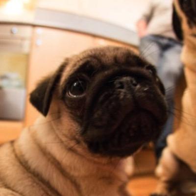 Profile Picture of Paul Cornea (@cornea_paul) on Twitter