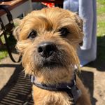 Profile Picture of Alex Mierau (@poldi_borderlife) on Instagram