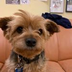 Profile Picture of Gizmo Carter (@gizmoberkeley) on Instagram