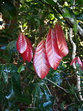 Profile Picture of Arytera divaricataon Wikipedia