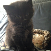 Profile Picture of Chris Cunha (@chriscunha3246) on Youtube