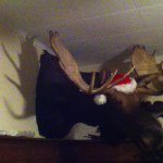 Amanda Thomas - Instagram Profile Picture of Amanda Thomas (@cobiness) on Instagram