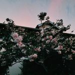 Profile Picture of Joshua Howard (@joshuadhoward) on Instagram