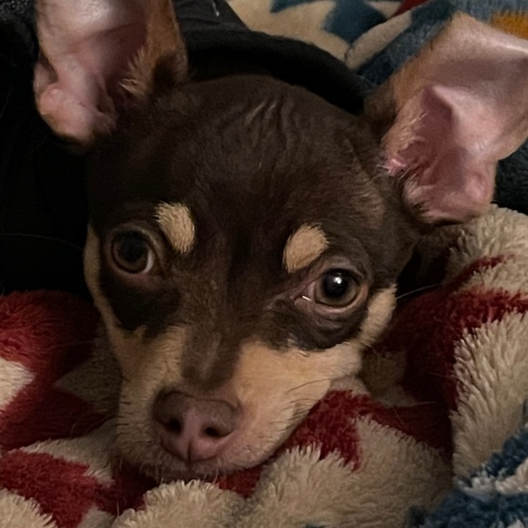 Profile Picture of Karissa Gabrick (@karissa2gabrick) on Poshmark