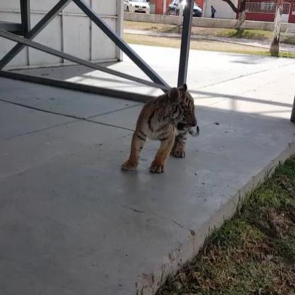 Aledis Araceli - Poshmark Profile Picture of Aledis Araceli (@araceliadelis) on Poshmark