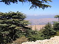 Profile Picture of Cedrus - Wikipediaon Wikipedia