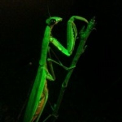 Profile Picture of Jeff Foltz (@TweetDood) on Twitter