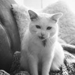 Profile Picture of Steve Farkas (@secret_life_of_steve) on Instagram