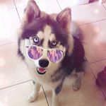 Profile Picture of Leo Esparza 🐾 (@leo_thewolf2017) on Instagram