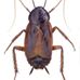 Profile Picture of Eugene Brown (@Eugene-Brown) on Facebook
