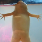 Profile Picture of Ryan Forrest (@ryanforrest7627) on Youtube