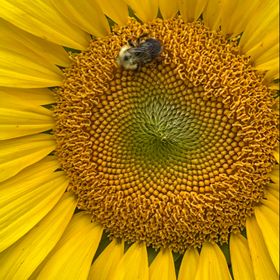 Profile Picture of Carla Smith (@grammysmis) on Pinterest